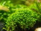 Preview: Zungenblatt - Glossostigma elatinoides